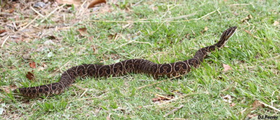 Yarará grande/Urutu Pit Viper