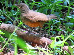 Zorzal colorado/Rufous-bellied Thrush