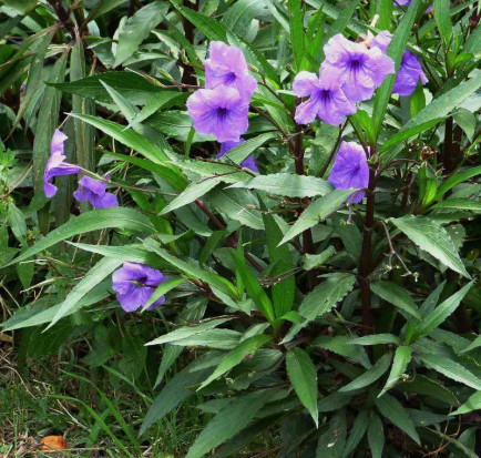 Petunia mexicana/Mexican petunia