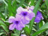 Petunia mexicana/Mexican petunia