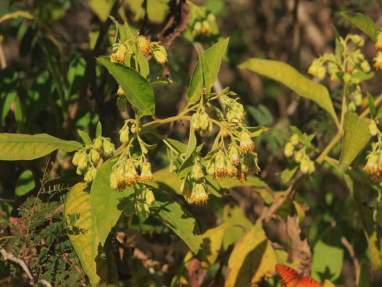 Tabaco del monte/Trixis praestans