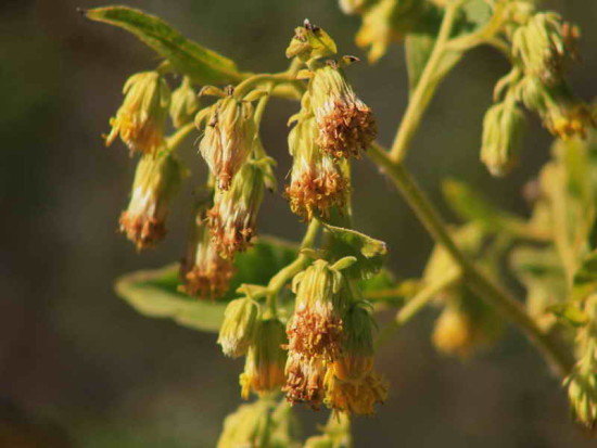 Tabaco del monte/Trixis praestans