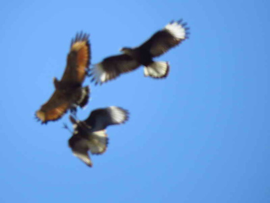 Aguilucho colorado/Savanna Hawk