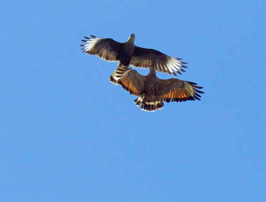 Aguilucho colorado/Savanna Hawk