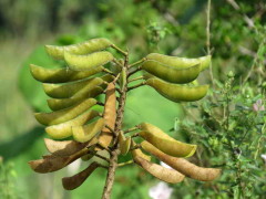 Barba de chivo/Yellow bird of paradise