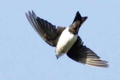 Golondrina barranquera/Blue-and-white Swallow