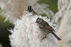 Chingolo/Rufous-collared Sparrow