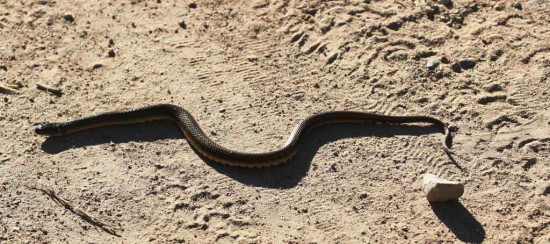 Culebra acuática común/Colubroidean Snake