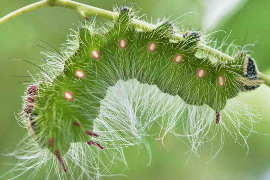 Oruga Polilla imperial/Imperial Moth Caterpillar