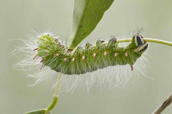 Oruga Polilla imperial/Imperial Moth Caterpillar