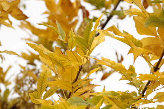 Fresno/Ash tree