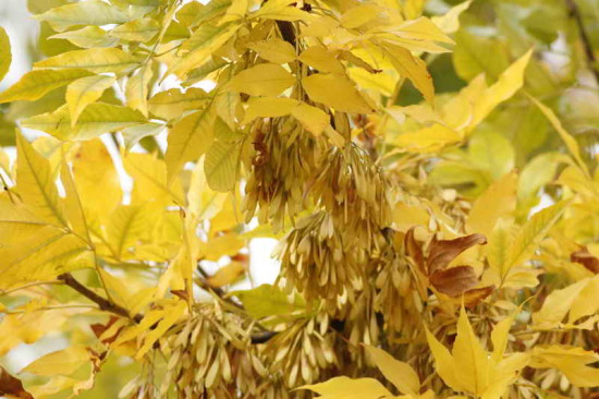 Fresno/Ash tree