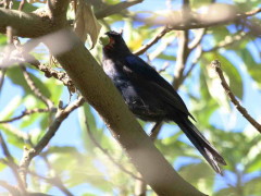 Frutero azul/Diademed Tanager