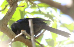 Frutero azul/Diademed Tanager