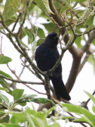 Frutero azul/Diademed Tanager