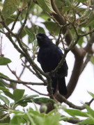 Frutero azul/Diademed Tanager