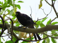 Frutero azul/Diademed Tanager