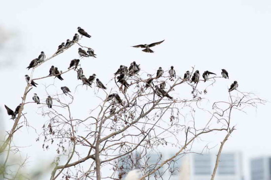 Golondrina parda/Brown-chested Martin