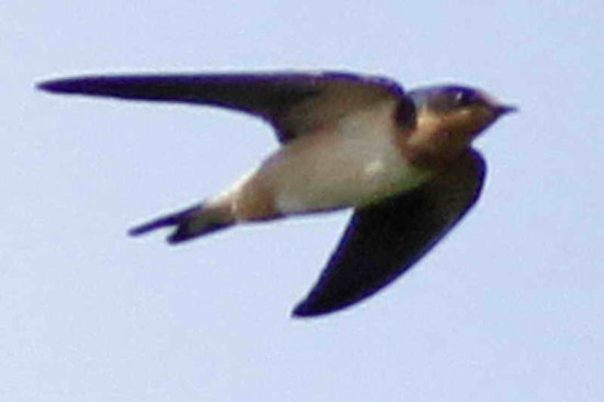 Golondrina tijerita/Barn Swallow