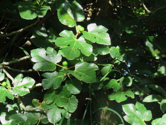 Higuera/Fig tree