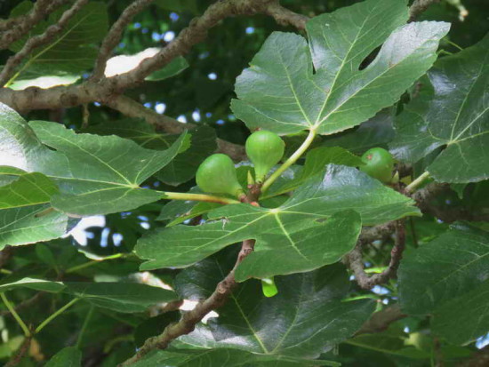 Higuera/Fig tree