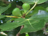 Higuera/Fig tree