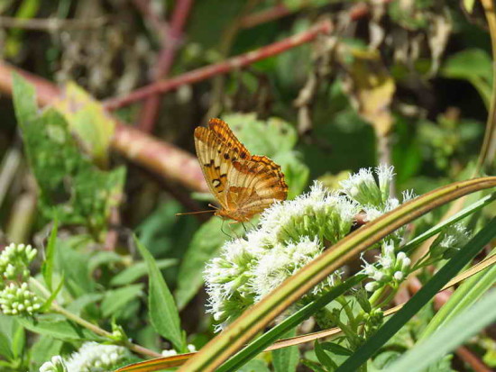 Hortensia/Southern Fritillary