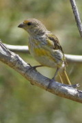Jilguero dorado/Saffron Finch