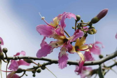 Palo borracho/Silk floss tree