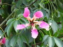 Palo borracho/Silk floss tree