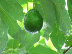 Palta/Avocado