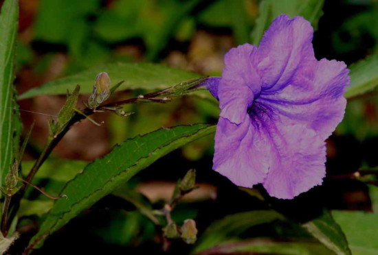 Petunia mexicana/Mexican petunia