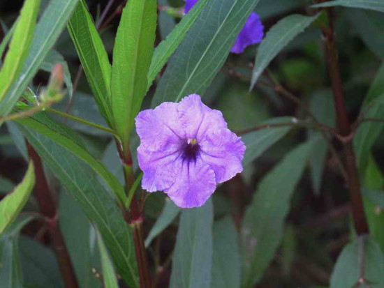 Petunia mexicana/Mexican petunia