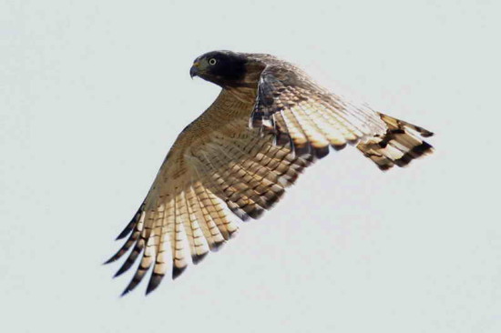 Taguató común/Roadside Hawk