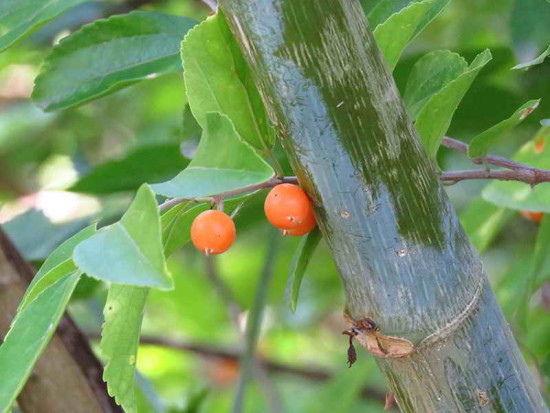 Tala gateador/Iguana hackberry