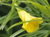 Adelfa amarilla/Yellow adelfa