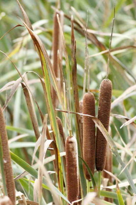 Totora/Cattail