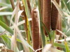 Totora/Cattail