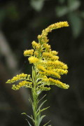 Vara de oro/Brazilian arnica