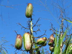 YucaYSpanish dagger