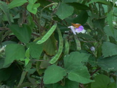 Poroto de río/Wild Pea