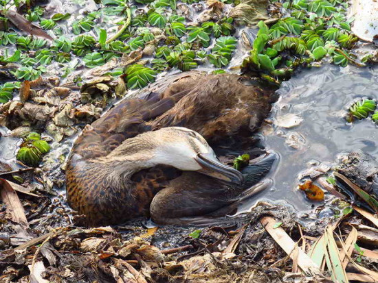 Ánade real/Mallard Duck