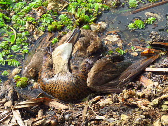 Ánade real/Mallard Duck