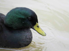 Ánade real/Mallard Duck