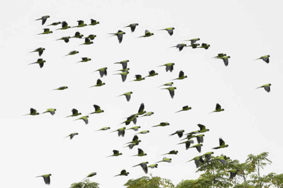 Ñanday/Black-hooded Parakeet