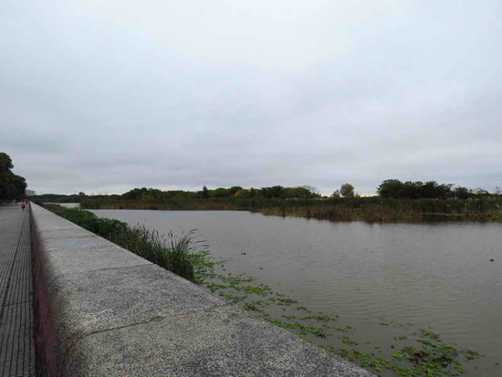 Coipos/Coypu Pond