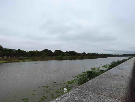 Coipos/Coypu Pond