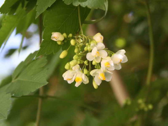 Globito cipó/Balloon vine