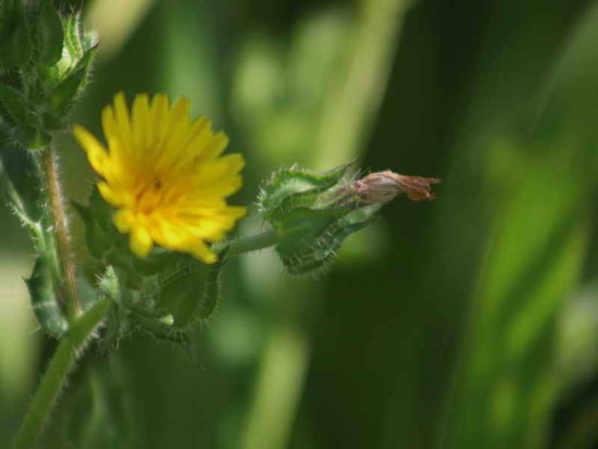 Falsa cerraja/Bristly Oxtongue