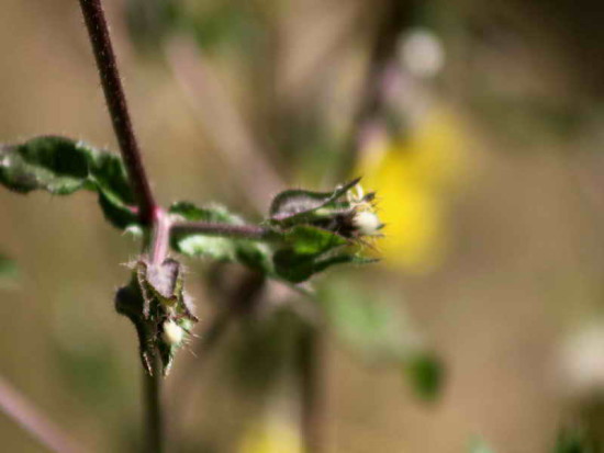 Falsa cerraja/Bristly Oxtongue